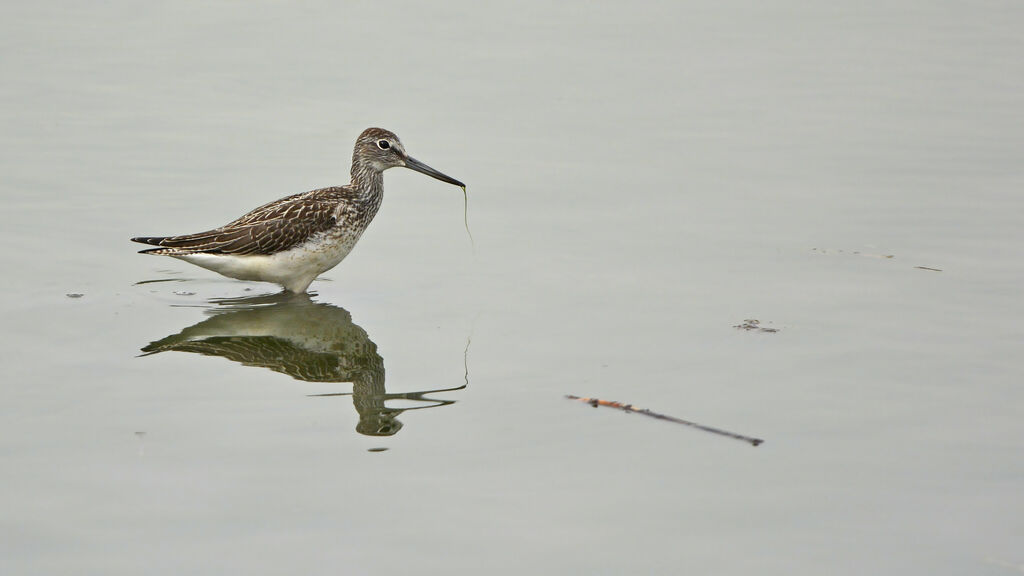 Chevalier aboyeurjuvénile, identification