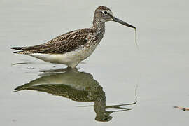 Common Greenshank