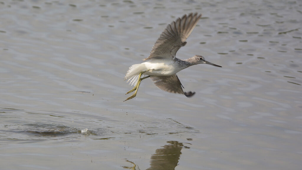 Common Greenshankjuvenile, Flight