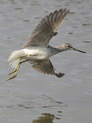 Common Greenshank