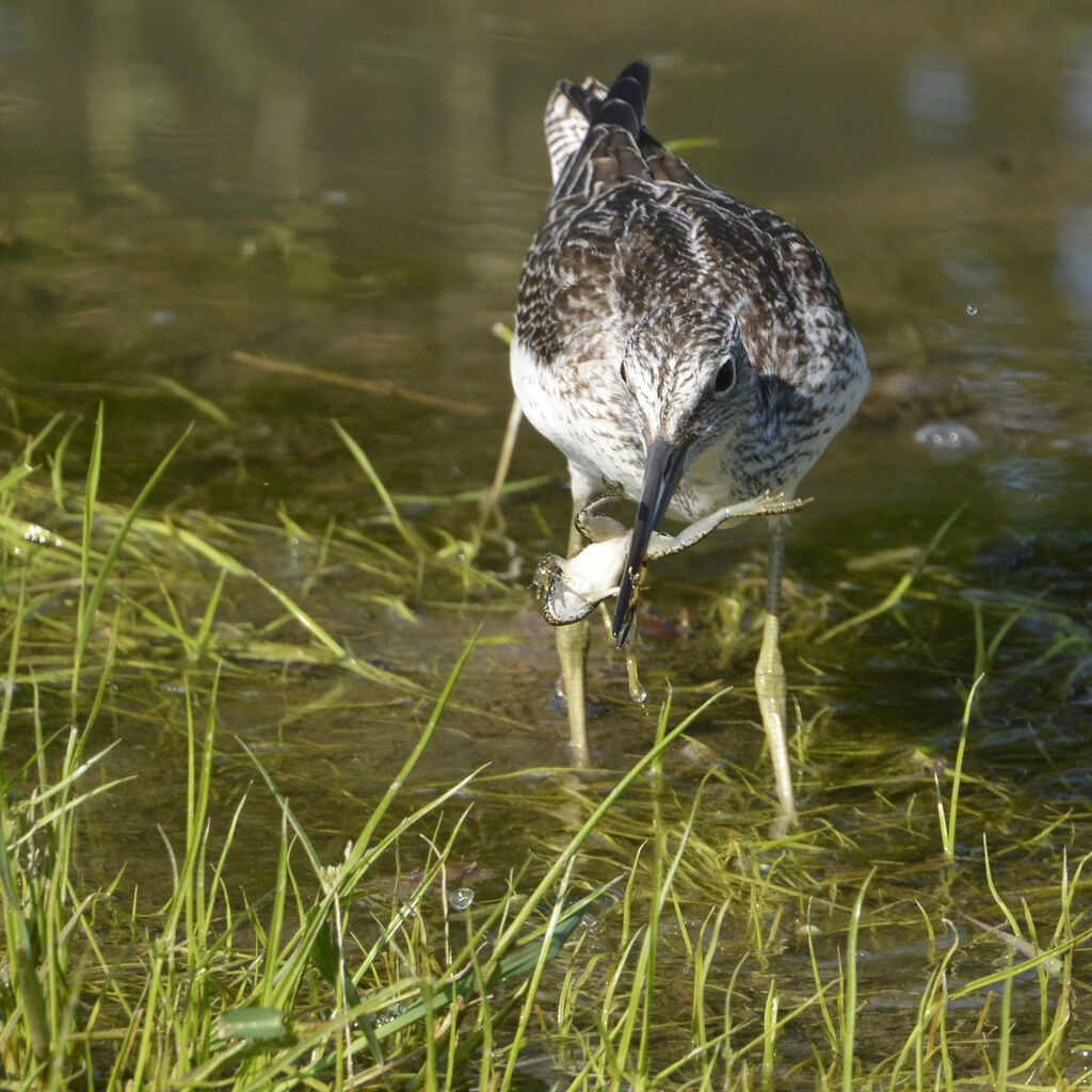 Common Greenshankjuvenile, feeding habits, fishing/hunting