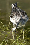 Common Greenshank