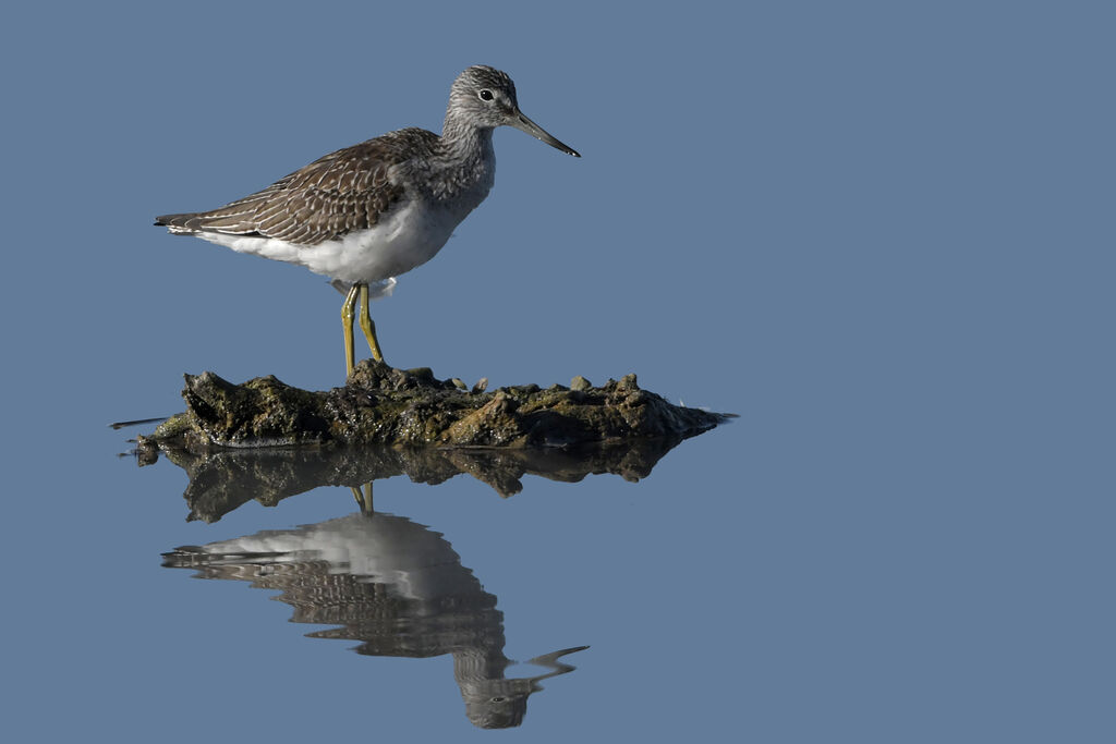 Common Greenshankjuvenile, identification