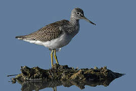 Common Greenshank