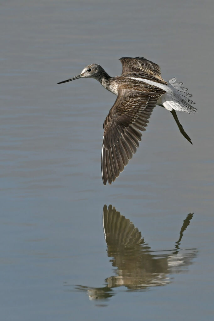 Common Greenshankjuvenile, identification