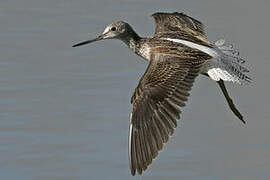 Common Greenshank