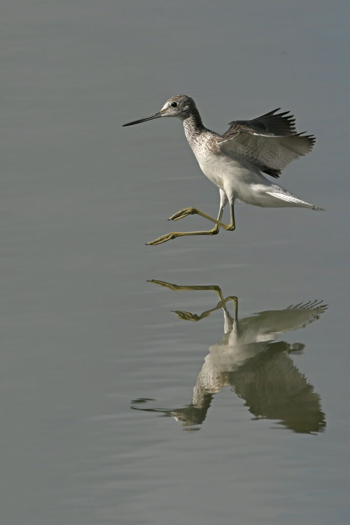 Common GreenshankFirst year, Flight