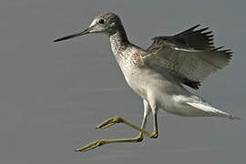 Common Greenshank