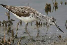 Common Greenshank