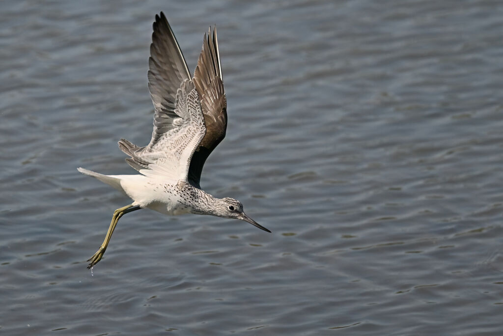 Common Greenshank adult, flight