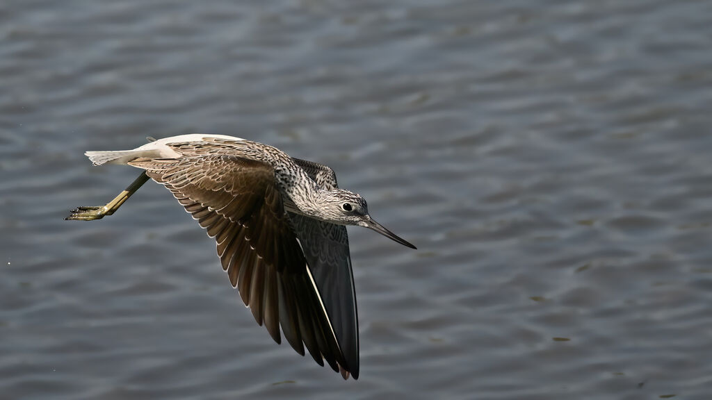 Common Greenshank adult, flight