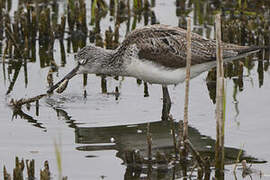 Common Greenshank