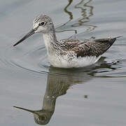 Common Greenshank