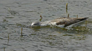 Common Greenshank