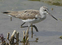 Common Greenshank