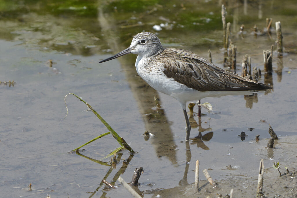 Common Greenshank, identification