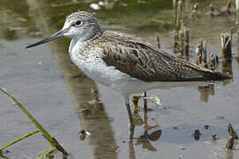 Common Greenshank