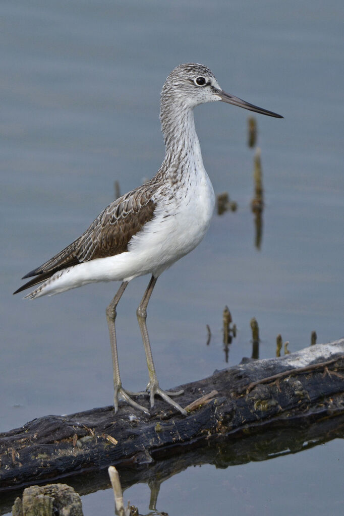 Common Greenshank, identification