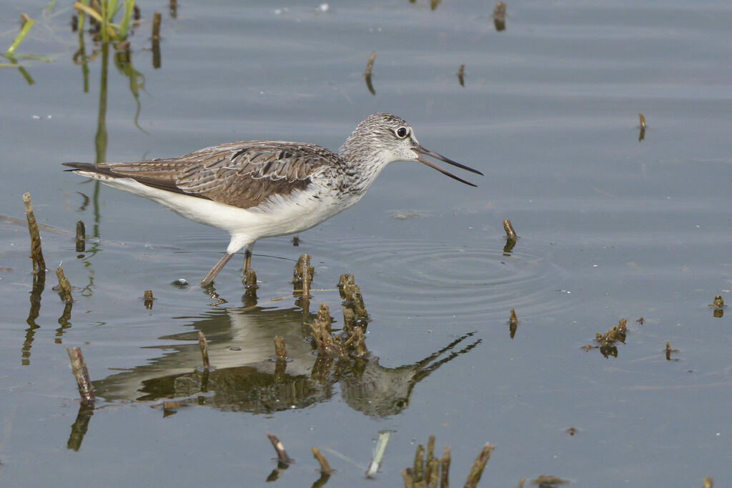 Common Greenshank, identification