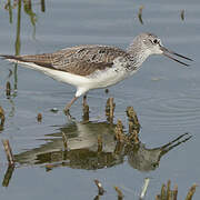 Common Greenshank