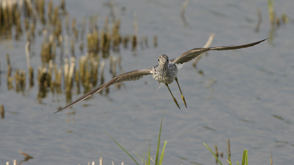 Common Greenshank, Flight