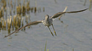 Common Greenshank