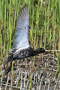 Spotted Redshank