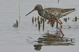 Spotted Redshank