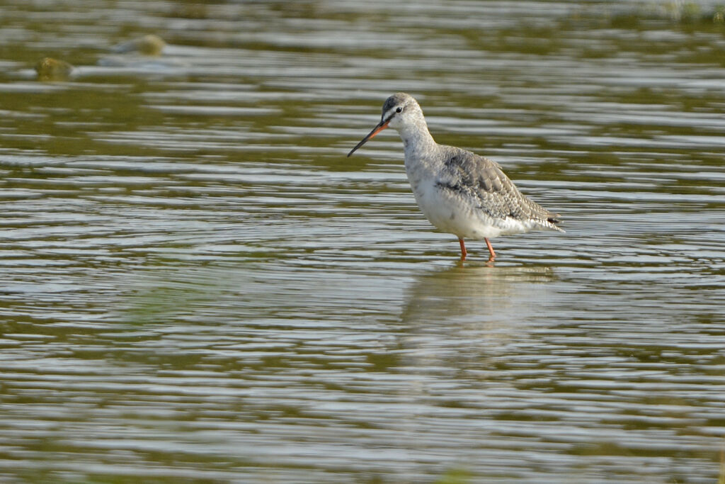 Spotted Redshankadult post breeding, identification