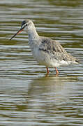 Spotted Redshank