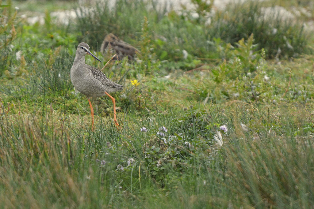 Chevalier arlequin1ère année, identification