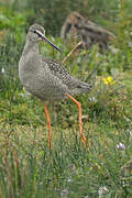 Spotted Redshank