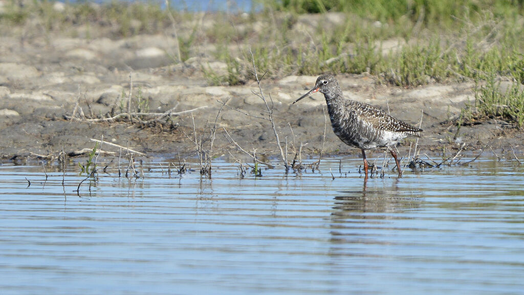 Spotted Redshank