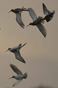 Spotted Redshank