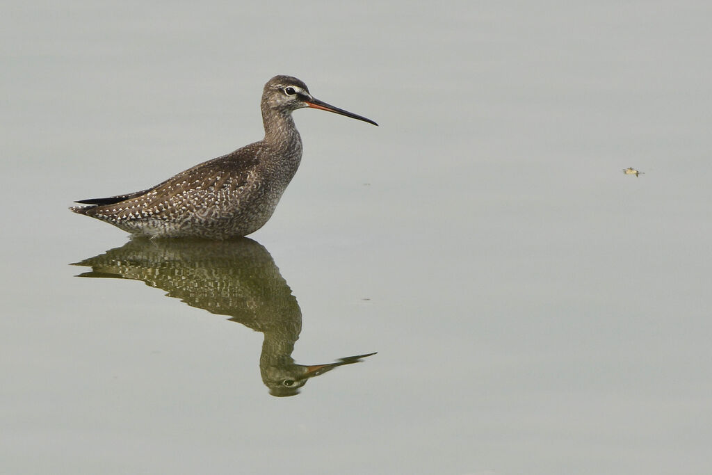 Spotted Redshankjuvenile, identification