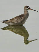 Spotted Redshank