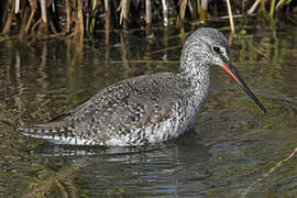 Spotted Redshank