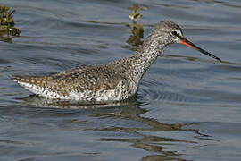 Spotted Redshank