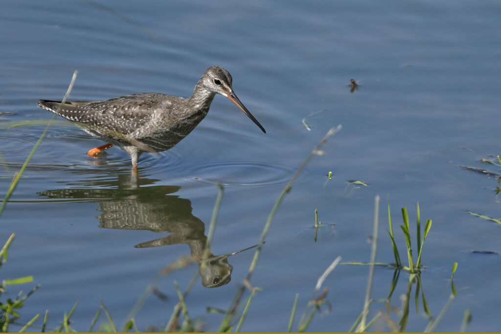 Spotted Redshankjuvenile, identification