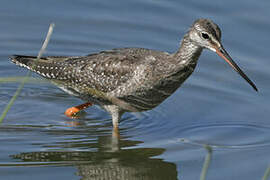 Spotted Redshank