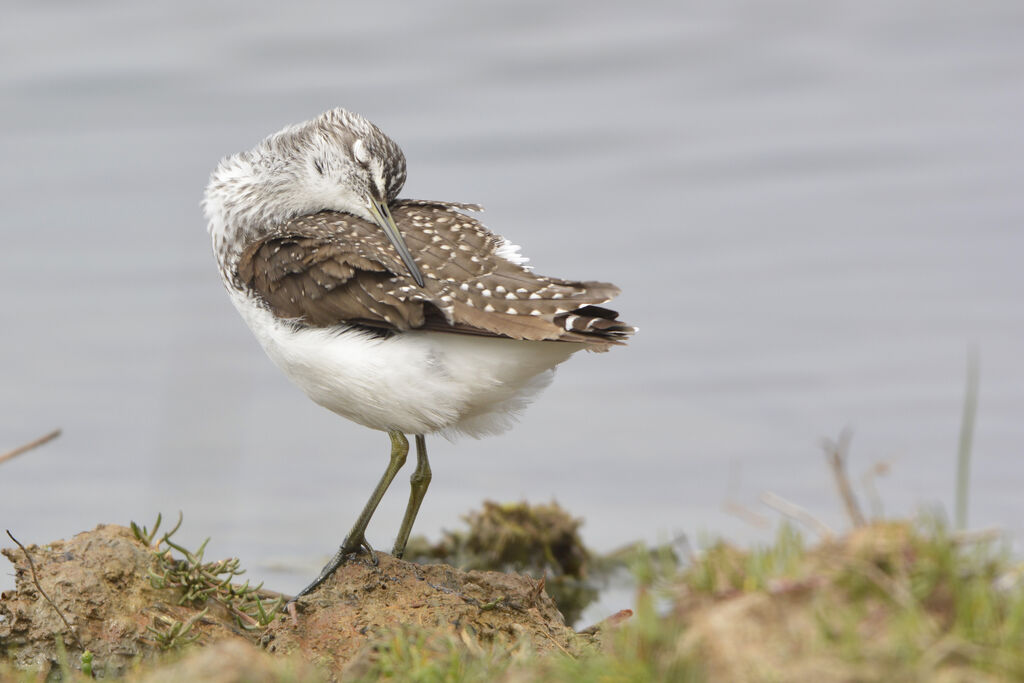 Green Sandpiperadult, identification