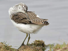 Green Sandpiper