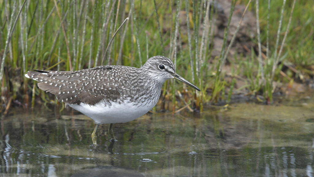 Green Sandpiperadult, identification