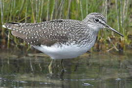 Green Sandpiper