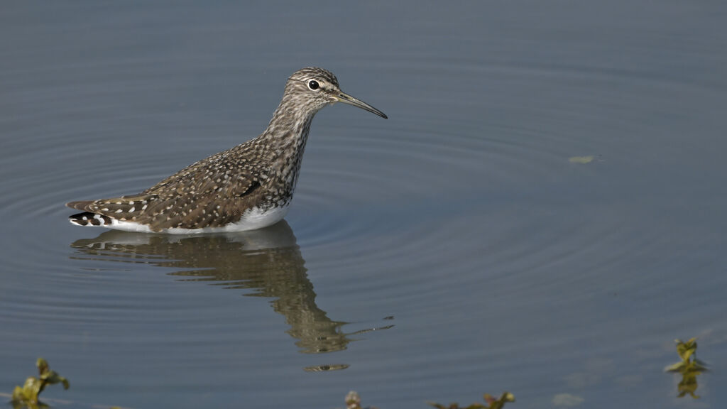 Green Sandpiperadult, identification