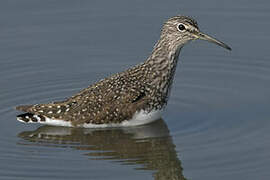 Green Sandpiper