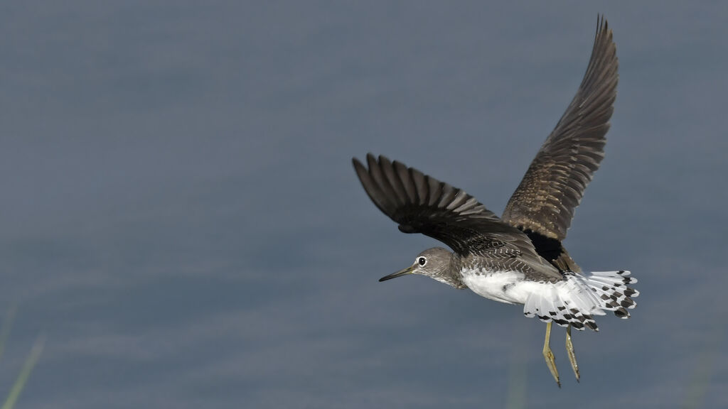 Green Sandpiperadult, Flight