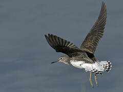 Green Sandpiper