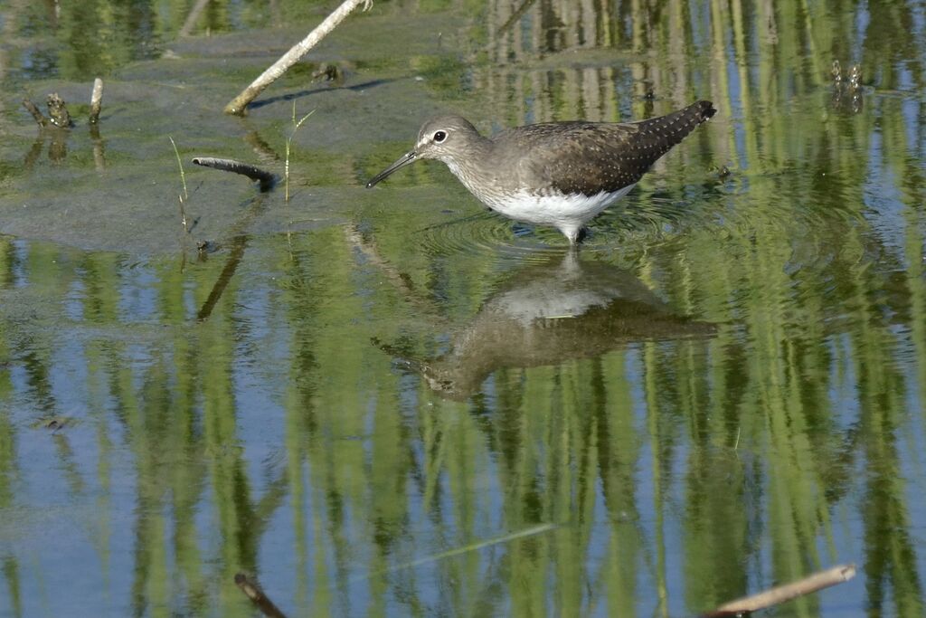 Green Sandpiper, identification