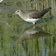 Green Sandpiper